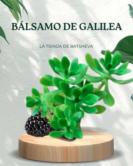 BÁLSAMO DE GALILEA